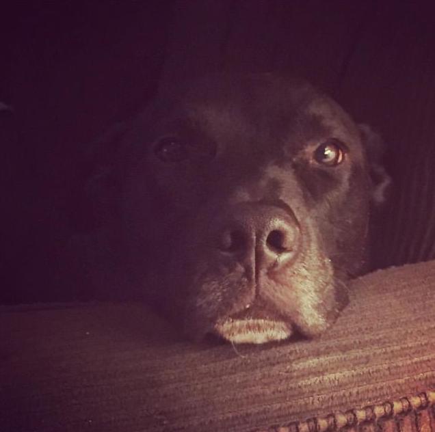Lucci
